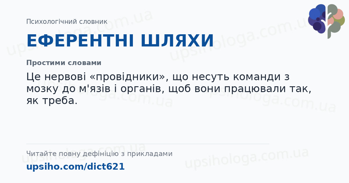 ЕФЕРЕНТНІ ШЛЯХИ — Простими словами