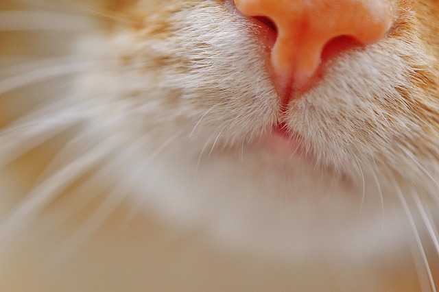 нос